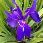 Iris laevigata 'Bleu' - 