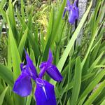 Iris laevigata 'Bleu' - 