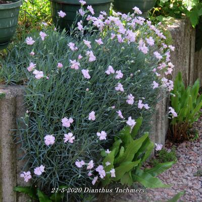 Dianthus 'Inchmery' - 