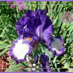 Iris germanica 'Stepping Out' - 