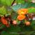Begonia sutherlandii