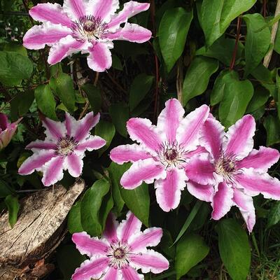 Clematis 'Capitaine Thuilleaux' - 
