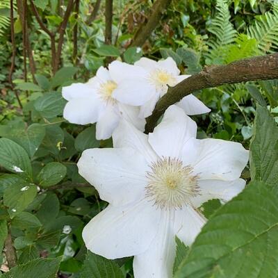 Clematis 'Madame Le Coultre' - Clematis 'Madame Le Coultre'