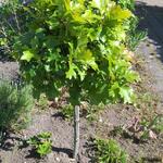 Quercus palustris 'Green Dwarf' - 