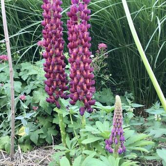 Lupinus WEST COUNTRY 'Masterpiece'