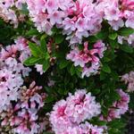 Rhododendron micranthum 'Bloombux' - 