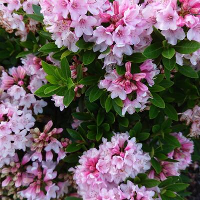 Rhododendron micranthum 'Bloombux' - 