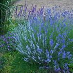 Lavandula - Lavendel (Gattung)