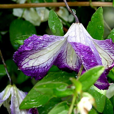 Clematis viticella  'I Am Lady J' - 