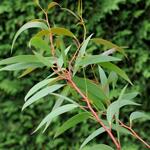 Eucalyptus gregsoniana - 