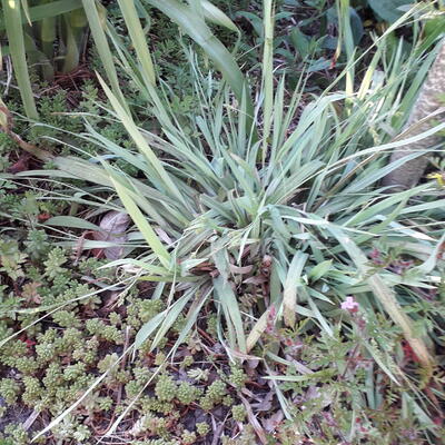 Carex laxiculmis 'Bunny Blue' - 