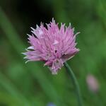 Allium schoenoprasum 'Forescate' - 