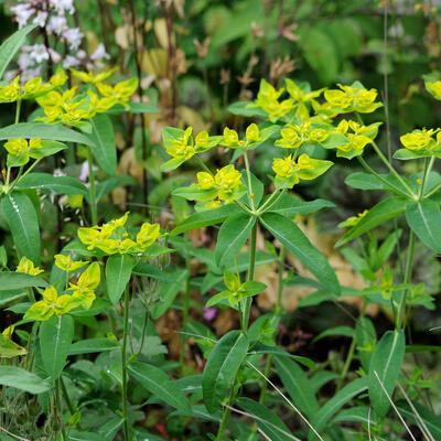 Euphorbia oblongata - 