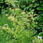 Acer palmatum 'Going Green' - Acer palmatum 'Going Green' - 