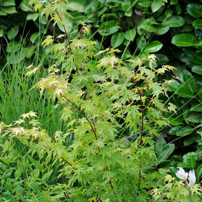 Acer palmatum 'Going Green' - 