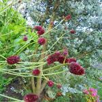 Sanguisorba officinalis 'Martin's Mulberry' - 
