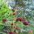 Sanguisorba officinalis 'Martin's Mulberry'