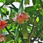Brugmansia Pink perfection x Triple A - 