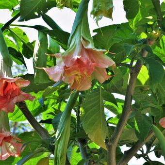 Brugmansia Pink perfection x Triple A