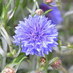 Centaurea cyanus 'Blue Boy' - 
