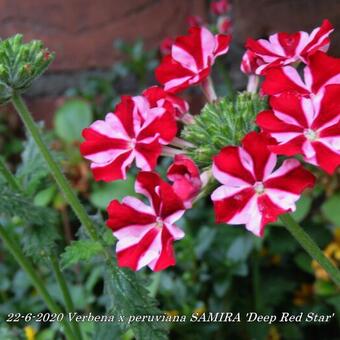 Verbena x peruviana SAMIRA 'Deep Red Star'