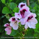 Pelargonium 'BELLA DONNA ANGEL Indy' - 