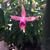 Fuchsia 'Fairy Lights'