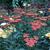 Achillea millefolium 'Safran'
