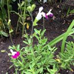Salvia x jamensis 'Amethyst Lips' - Salvia x jamensis 'Amethyst Lips'