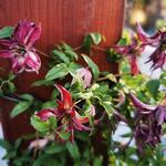 Clematis  viticella 'Rosalyn' - Clematis  viticella 'Rosalyn' - 