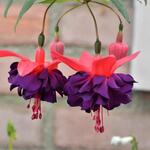 Fuchsia 'Violet Rosette' - 