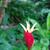 Spigelia marilandica 'Little Redhead'