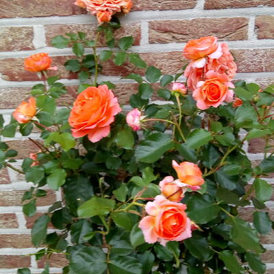 Rosa 'Orange MEILOVE' - 