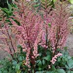 Astilbe x arendsii 'Anita Pfeifer' - 