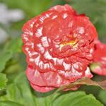 Begonia 'Marmorata' - 