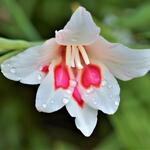 Gladiolus nanus 'Nymph' - 