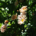 Chrysanthemum 'Apricot' - Chrysanthemum 'Apricot' - 