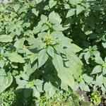 Amaranthus retroflexus - 