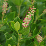 Clethra alnifolia 'Ruby Spice' - Clethra alnifolia 'Ruby Spice'
