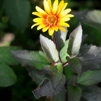 Heliopsis helianthoides scabra 'Burning Hearts'
