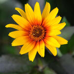 Heliopsis helianthoides scabra 'Burning Hearts' - Heliopsis helianthoides scabra 'Burning Hearts'