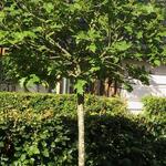 Quercus rubra 'Haaren' - 