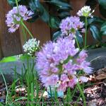 Allium senescens subsp. montanum 'Summer Beauty' - Allium senescens subsp. montanum 'Summer Beauty'