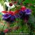 Fuchsia 'Lilac Lustre'
