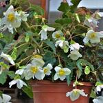 Begonia pendula (wit) - 