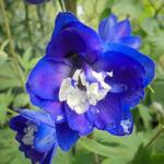 Delphinium EXCALIBUR 'Dark Blue White Bee' - 
