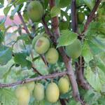 Prunus domestica 'Ste Catharine' - Prunus domestica 'Ste Catharine' - 