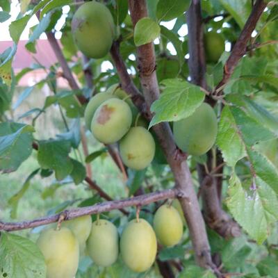 Prunus domestica 'Ste Catharine' - 