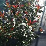 Photinia x fraseri 'Carré Rouge' - 