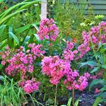 Lagerstroemia indica 'WITH LOVE Eternal' - 